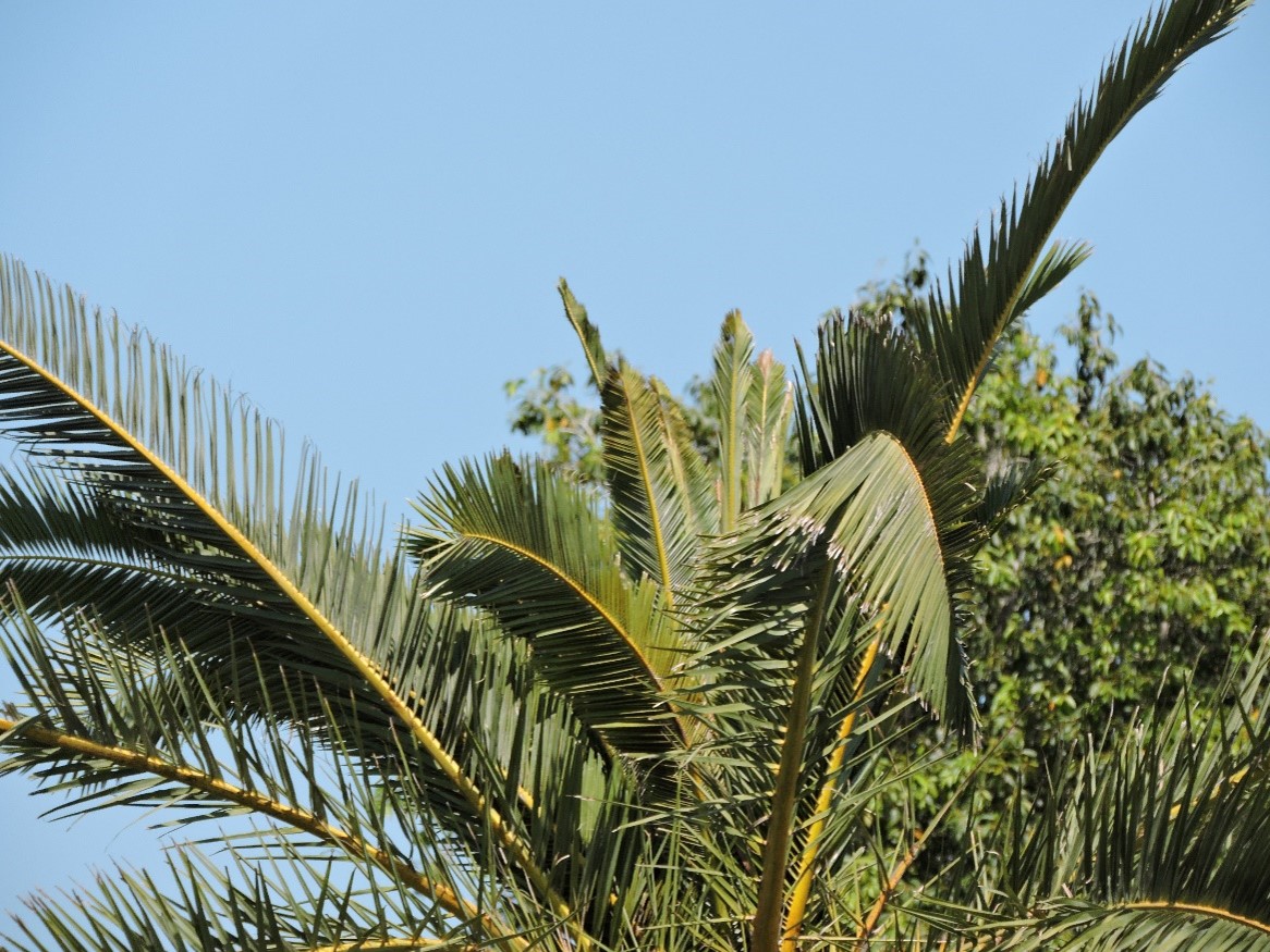 Understanding the Role of Manganese in Plant Health